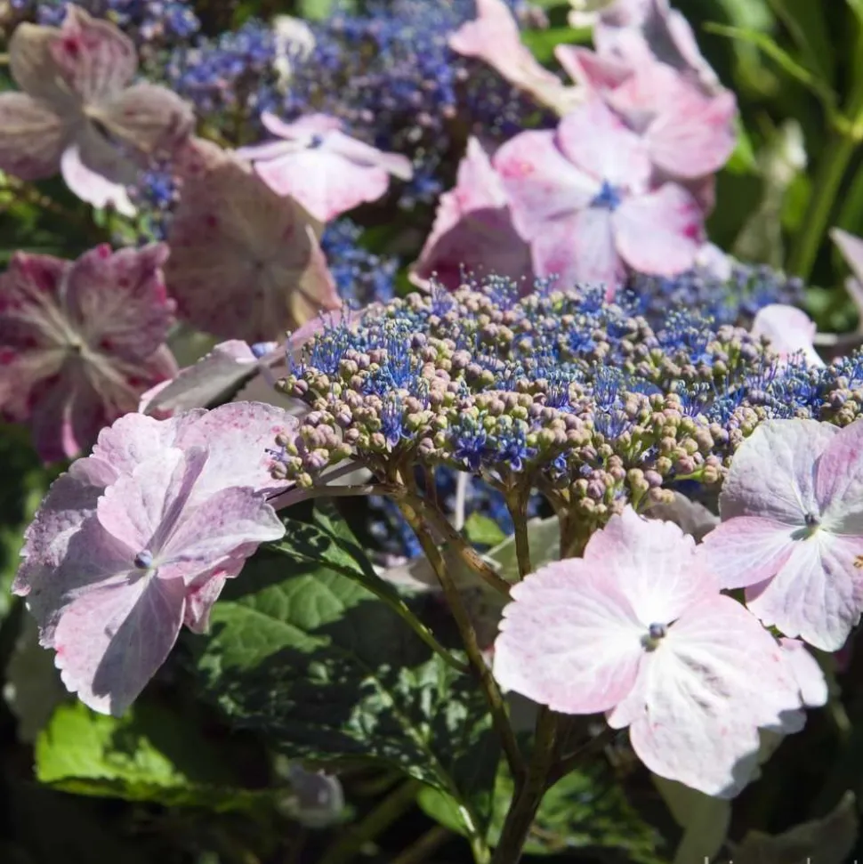 TRUFFAUT - Hydrangea 'Juno', ctr 3 L