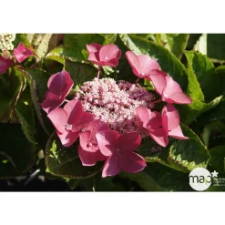 TRUFFAUT - Hydrangea 'Rotschwanz', contneur 3 L
