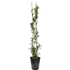 TRUFFAUT - Jasmin étoilé Asiaticum Pink Shower® C3L