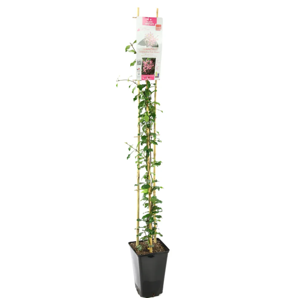 TRUFFAUT - Jasmin étoilé Asiaticum Pink Shower® C3L