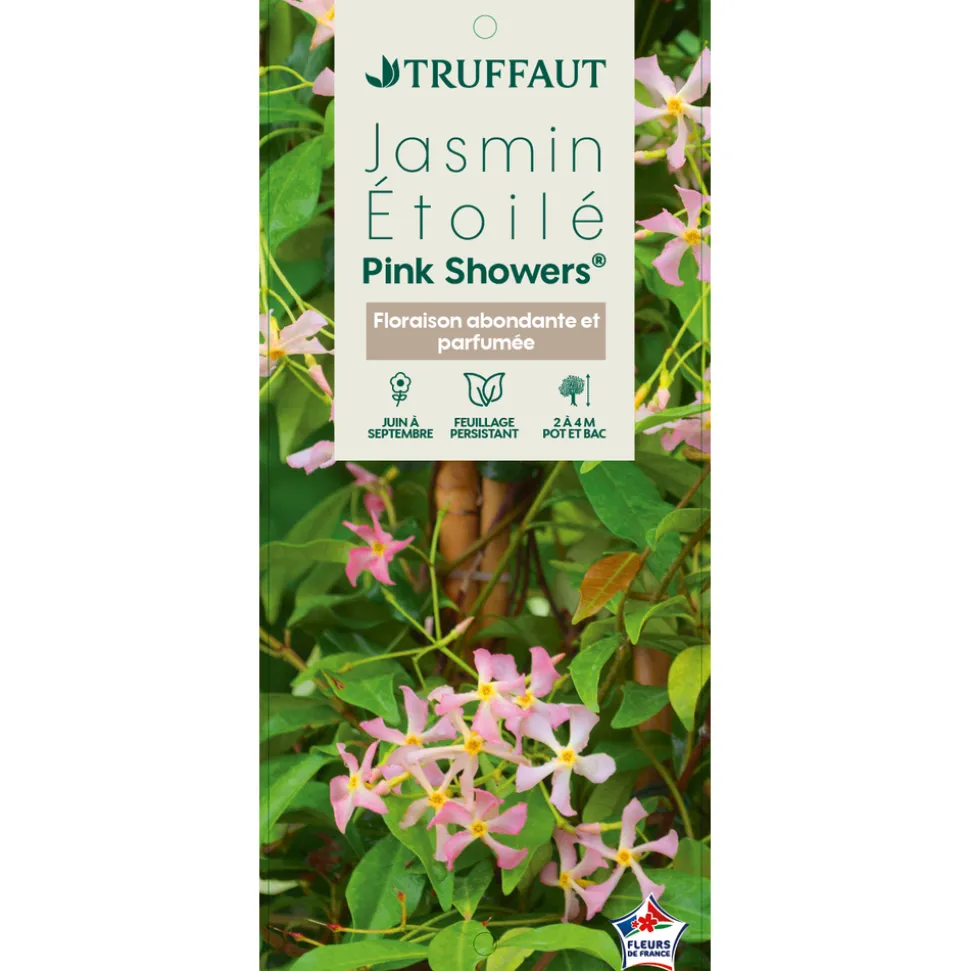 TRUFFAUT - Jasmin étoilé Asiaticum Pink Shower® C3L