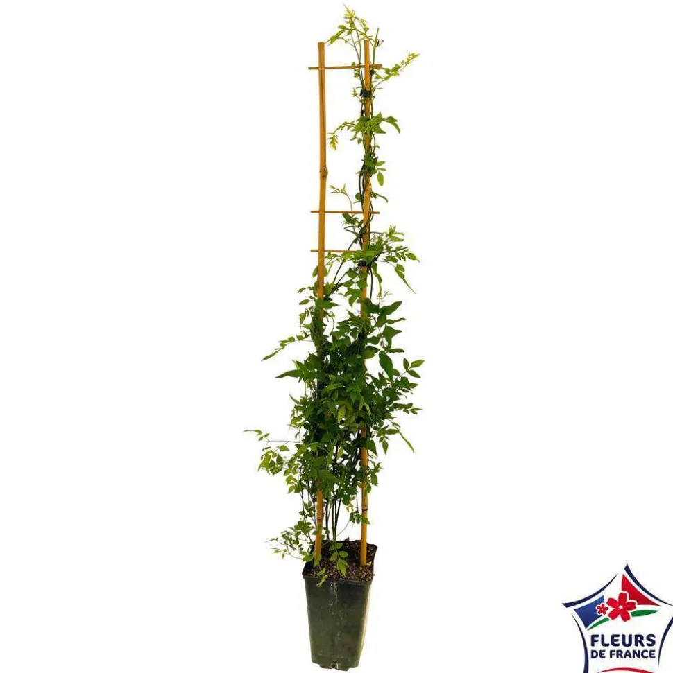 TRUFFAUT - Jasminum officinale : ctr de 3 Litres