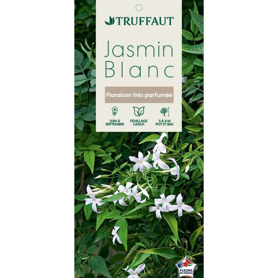 TRUFFAUT - Jasminum officinale : ctr de 3 Litres