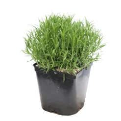 TRUFFAUT - Lavande vraie Munstead : conteneur 3 Litres