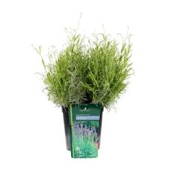 TRUFFAUT - Lavande vraie Munstead : conteneur 3 Litres