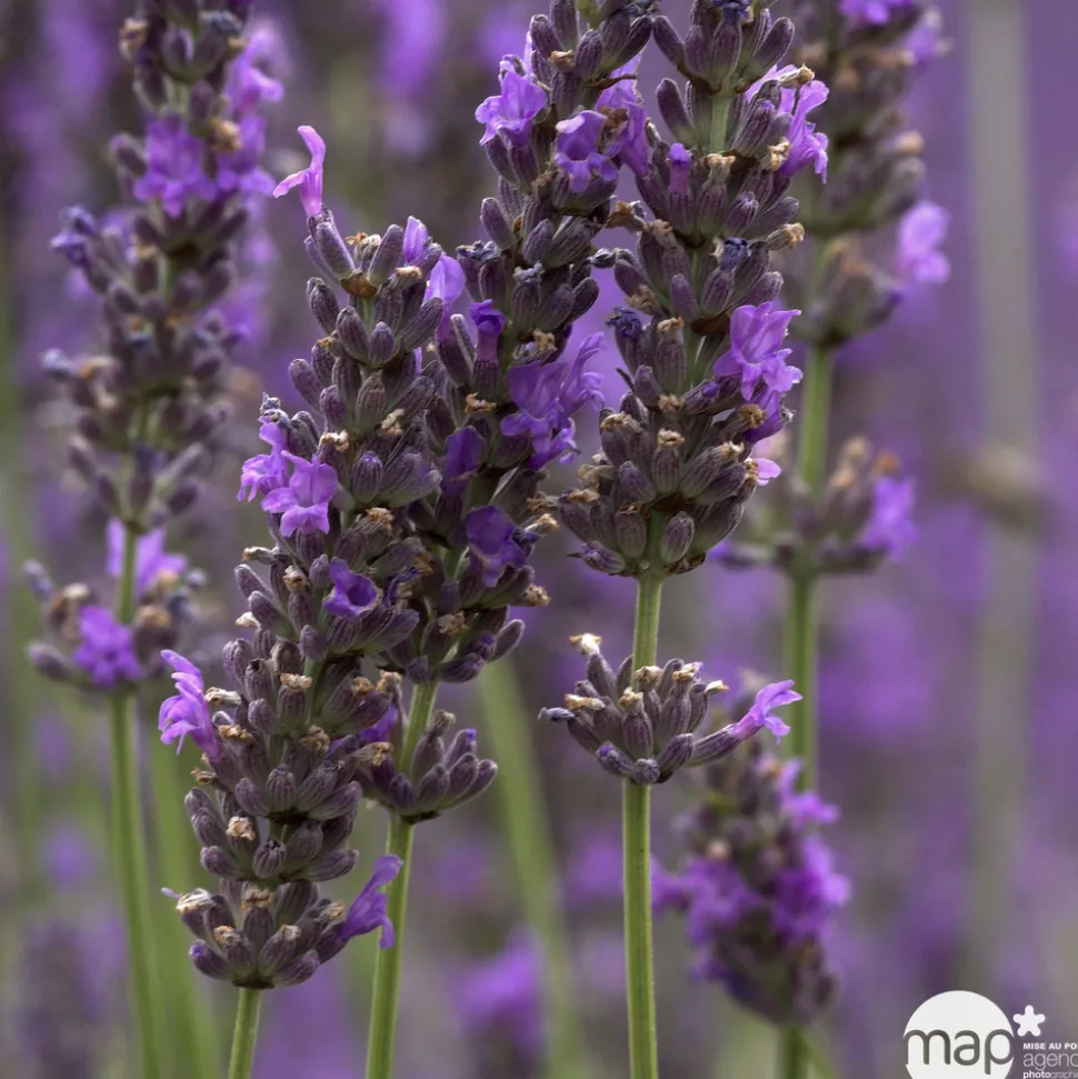 TRUFFAUT - Lavande x intermedia Dutch Lavander pot 3L