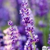 TRUFFAUT - Lavandula angustifolia ' Hidcote ' : 3L RC