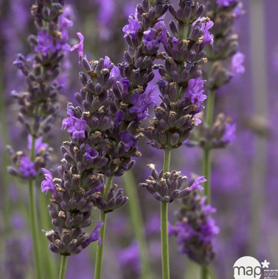 TRUFFAUT - Lavandula 'Dutch' : pot de 7.5L