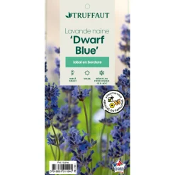 TRUFFAUT - Lavandula 'Dwarf Blue' : pot 3L
