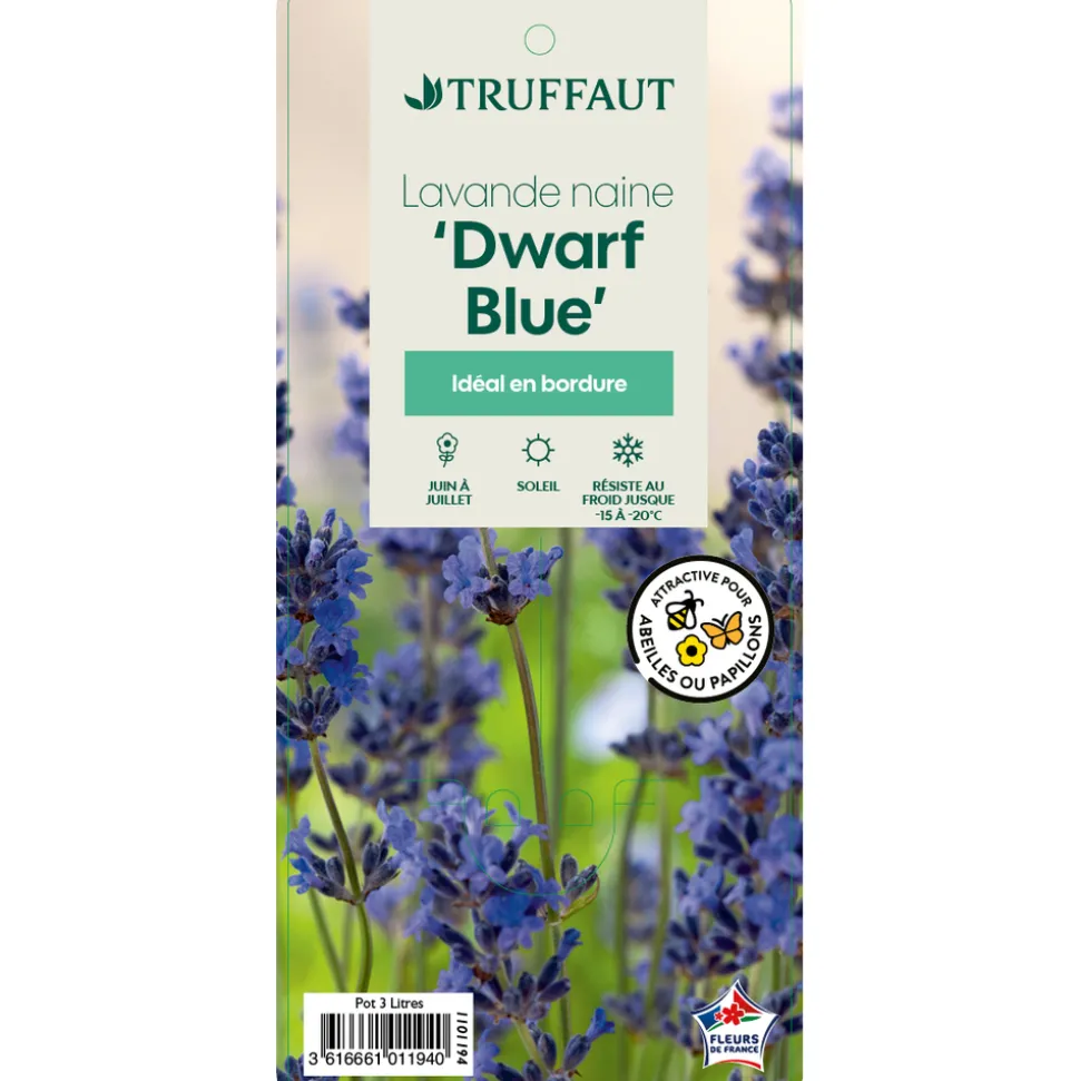 TRUFFAUT - Lavandula 'Dwarf Blue' : pot 3L