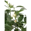 TRUFFAUT - Lime vert, 1/4 Tige - Pot 4/5L