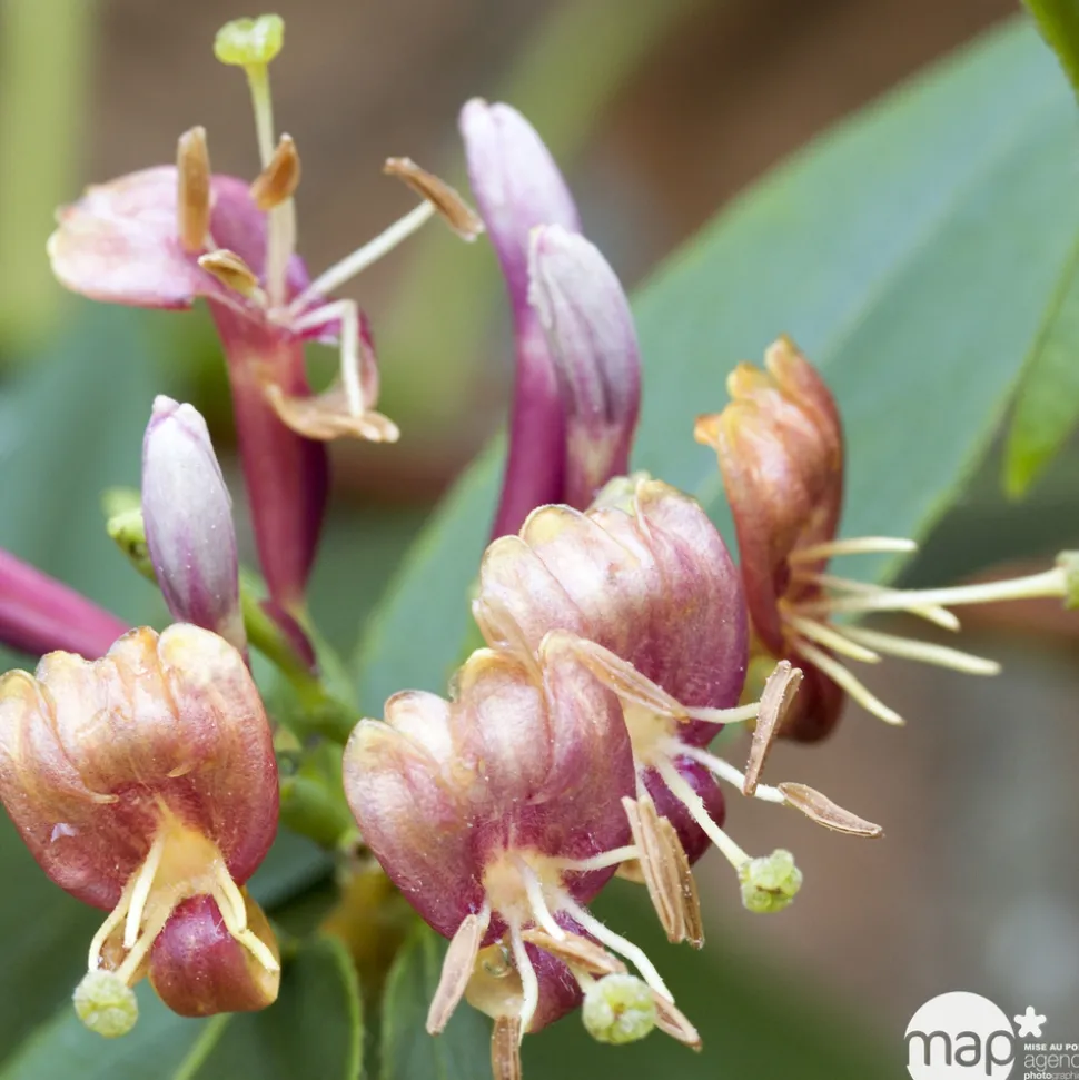 TRUFFAUT - Lonicera Henryi Truffaut : C6L
