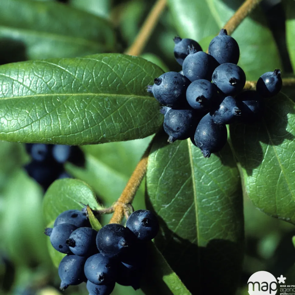 TRUFFAUT - Lonicera Henryi Truffaut : C6L