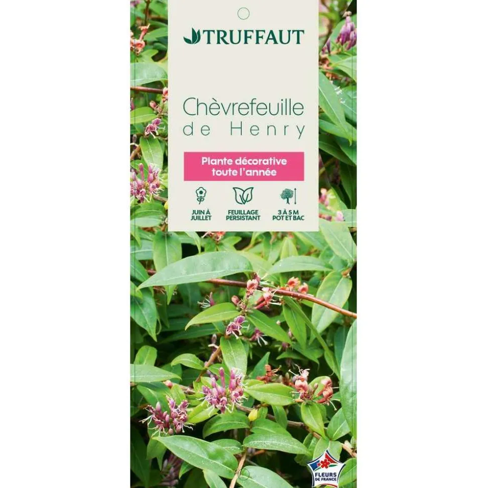 TRUFFAUT - Lonicera Henryi Truffaut : C6L