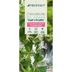 TRUFFAUT - Lonicera japonica Hall's Prolific : ctr de 3 Litres