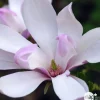 TRUFFAUT - Magnolia x Pinkie : conteneur rond carré de 5 L