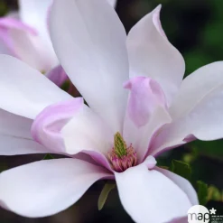 TRUFFAUT - Magnolia x Pinkie : conteneur rond carré de 5 L