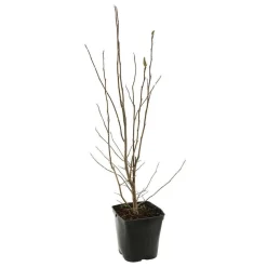 TRUFFAUT - Magnolia x Pinkie : conteneur rond carré de 5 L