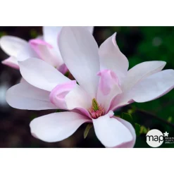 TRUFFAUT - Magnolia x Pinkie : conteneur rond carré de 5 L