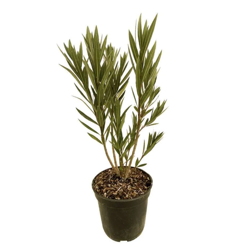 TRUFFAUT - Nerium Oleander Commandant Barthelemy pot 5L