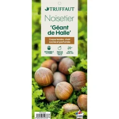 TRUFFAUT - Noisetier 'Géante des Halles':pot 6L