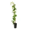 TRUFFAUT - Parthenocissus quinquefolia 'Red Wall'® :conteneur 3 litres