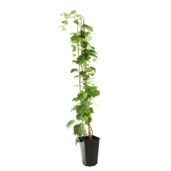TRUFFAUT - Parthenocissus quinquefolia 'Red Wall'® :conteneur 3 litres