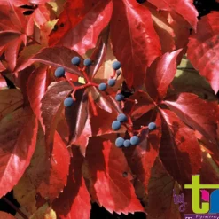 TRUFFAUT - Parthenocissus quinquefolia 'Red Wall'® :conteneur 3 litres