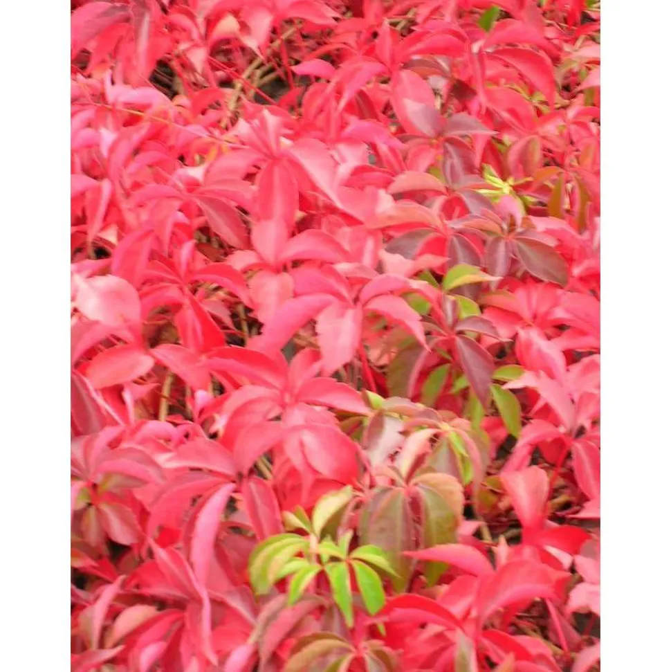 TRUFFAUT - Parthenocissus quinquefolia engelmanii : ctr de 1.5 litres