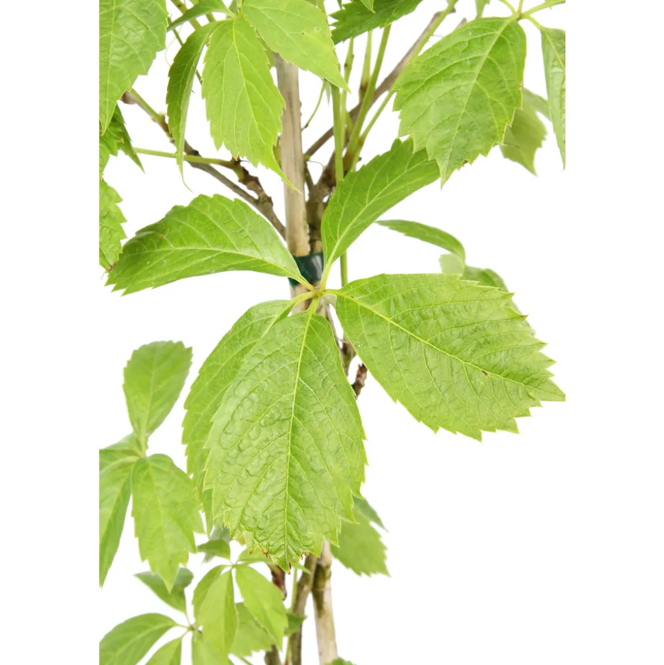 TRUFFAUT - Parthenocissus quinquefolia engelmanii : ctr de 1.5 litres