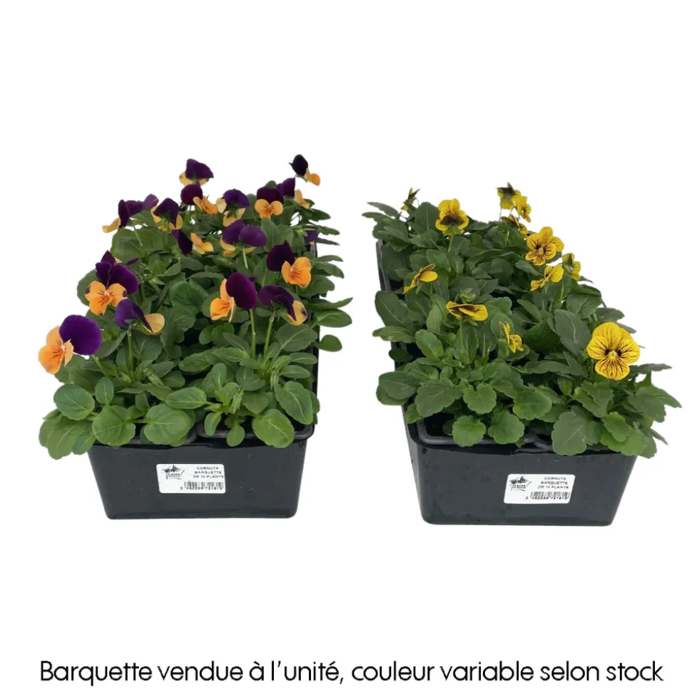 TRUFFAUT - Pensée : barquette de 10 plants - Coloris variables