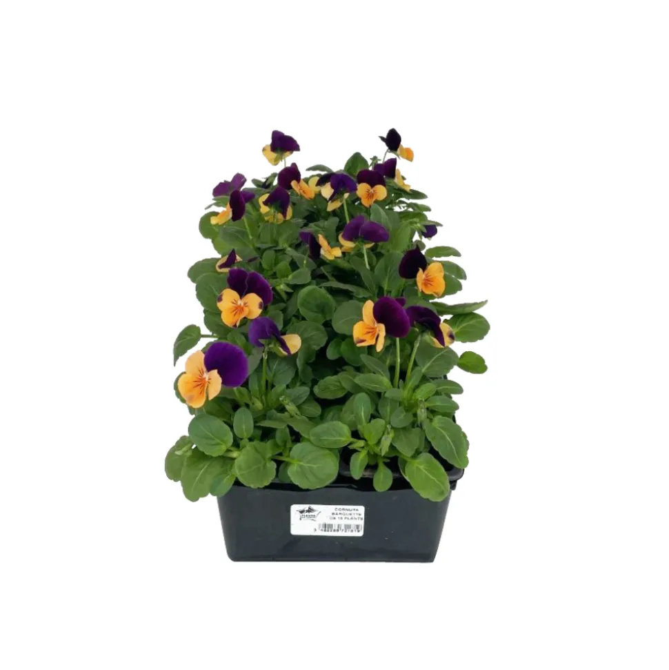 TRUFFAUT - Pensée : barquette de 10 plants - Coloris variables