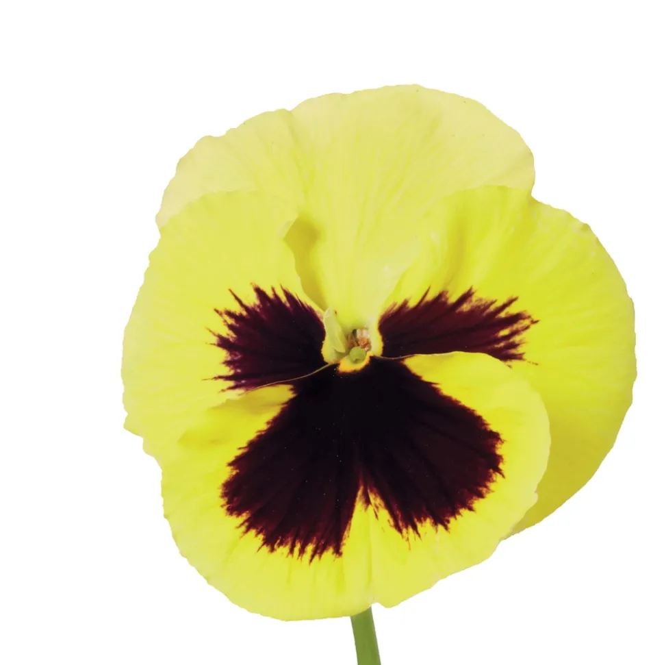 TRUFFAUT - Pensée : barquette de 10 plants - Coloris variables