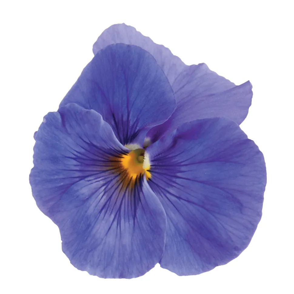 TRUFFAUT - Pensée : barquette de 10 plants - Coloris variables