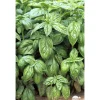 TRUFFAUT - Plant de basilic grand vert : pot de 1 litre