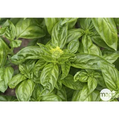 TRUFFAUT - Plant de basilic grand vert : pot de 1 litre