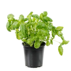 TRUFFAUT - Plant de basilic grand vert : pot de 1 litre