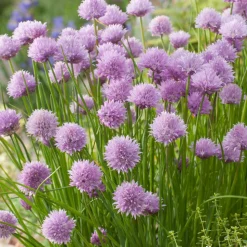 TRUFFAUT - Plant de ciboulette : pot de 1 litre