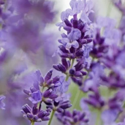 TRUFFAUT - Plant de lavande officinale : pot de 1 litre