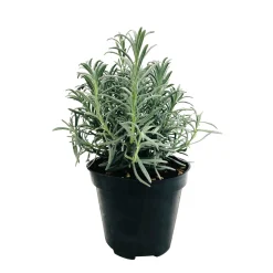 TRUFFAUT - Plant de lavande officinale : pot de 1 litre
