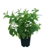 TRUFFAUT - Plant de menthe verte : pot de 1 litre