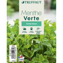 TRUFFAUT - Plant de menthe verte : pot de 1 litre