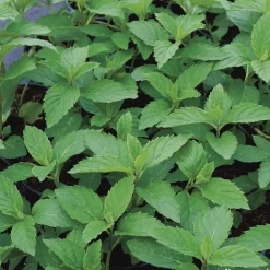 TRUFFAUT - Plant de menthe verte : pot de 1 litre