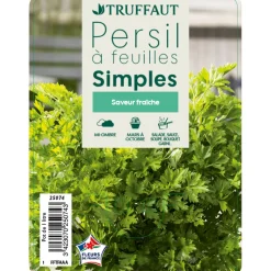 TRUFFAUT - Plant de persil plat : pot de 1 litre