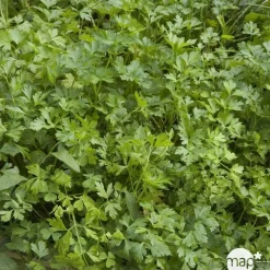 TRUFFAUT - Plant de persil plat : pot de 1 litre
