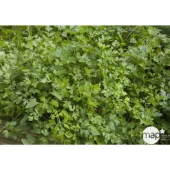 TRUFFAUT - Plant de persil plat : pot de 1 litre