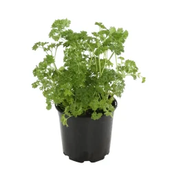 TRUFFAUT - Plant de persil frisé : pot de 1 litre