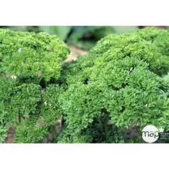 TRUFFAUT - Plant de persil frisé : pot de 1 litre