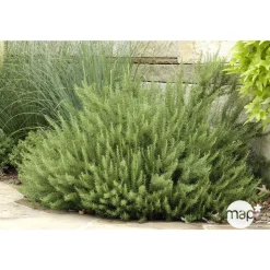 TRUFFAUT - Plant de romarin : pot de 1 litre