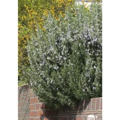 TRUFFAUT - Plant de romarin : pot de 1 litre
